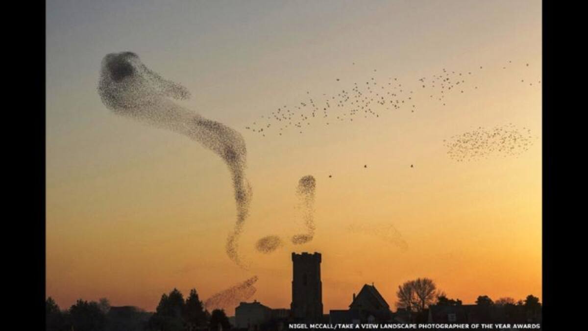 En la categoría "Vista urbana" ganó Nigel McCall con su imagen "Starlings over Carmathen", que muestra a bandadas de estorninos sobrevolando el pueblo galés de Carmarthen.