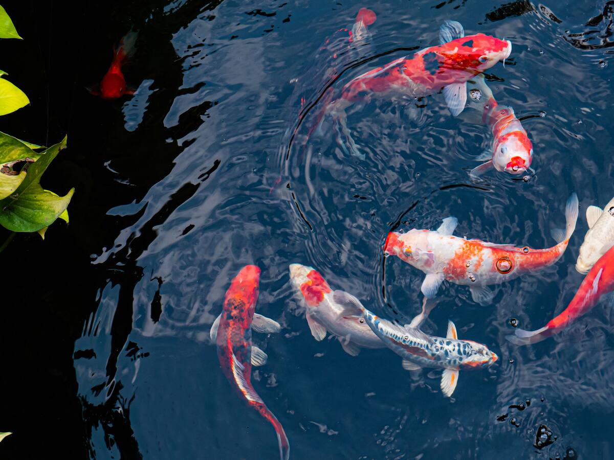 Este es el pez símbolo de la abundancia según los chinos, ¿cómo tenerlo presente?