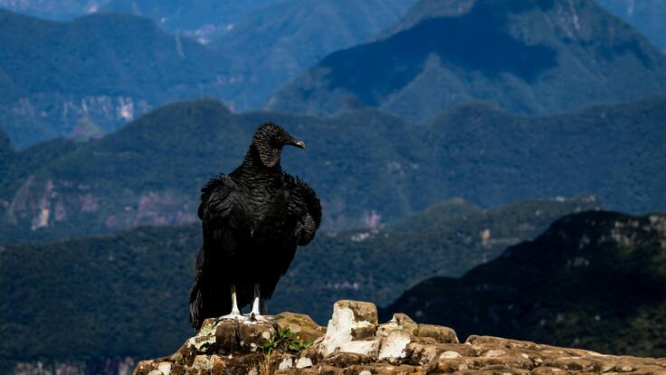 Nació Condor de Los Andes en Colombia, ave en vía de extinción