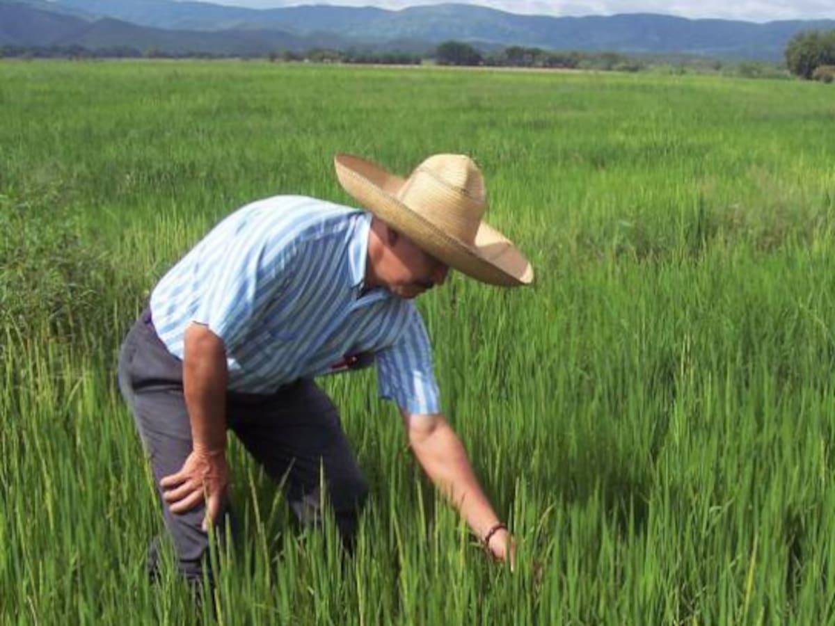 Fuertes precipitaciones ya han afectado a cultivos y precios de alimentos