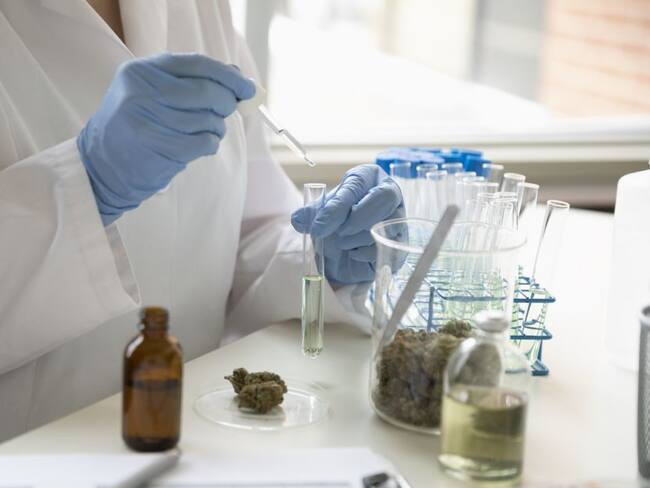 Lista la guía de buenas prácticas para producir medicinas a base Cannabis
