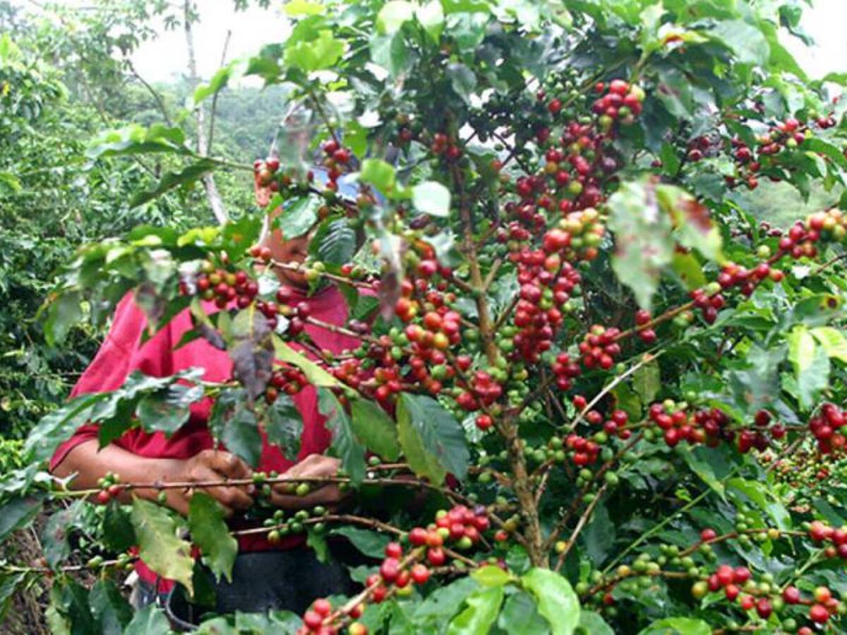 85 mil personas llegarán al suroeste paisa a recoger café