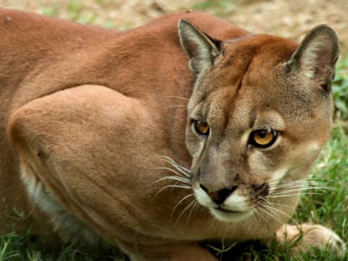 En zona rural del Dovio, Valle del Cauca, se confirma presencia de un Puma