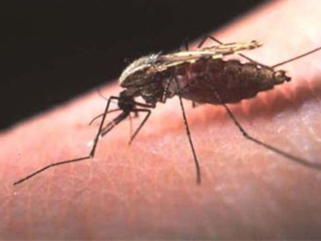 La malaria tiene nuevo remedio: La levadura