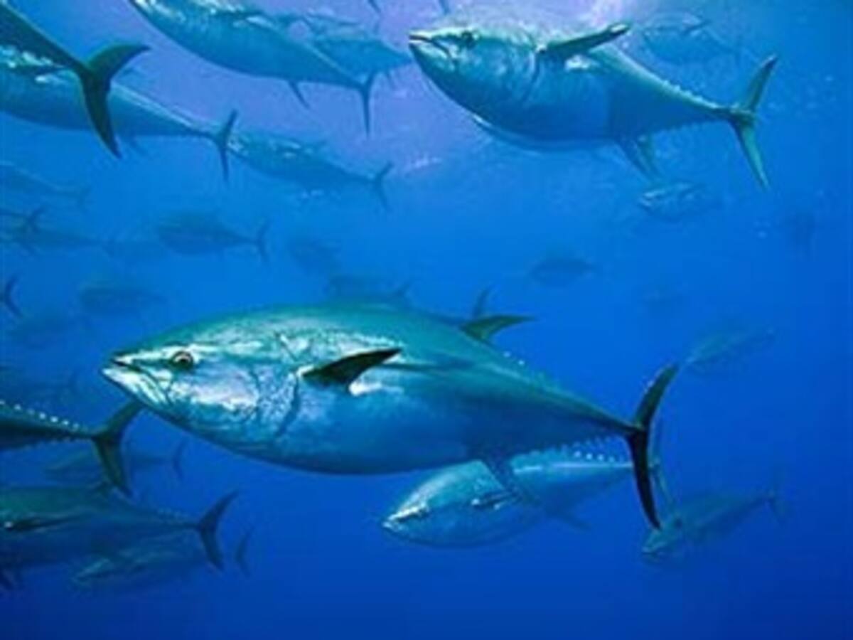 Piangua, atún y camarón, al borde de la extinción