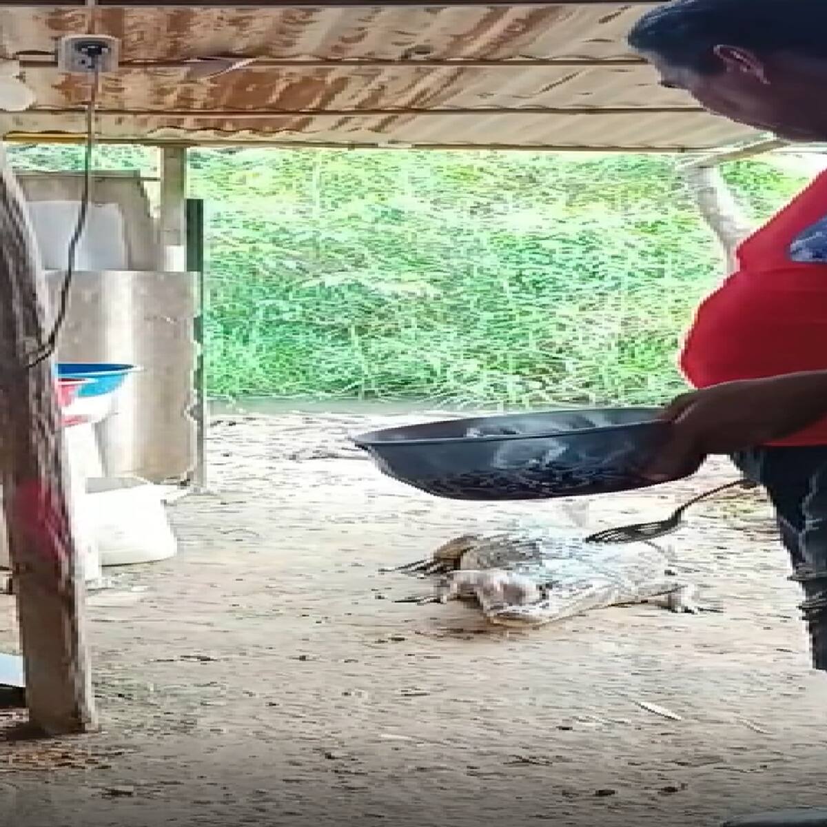 ‘Juancho’, una babilla tratada como animal doméstico en zona rural de Mompox