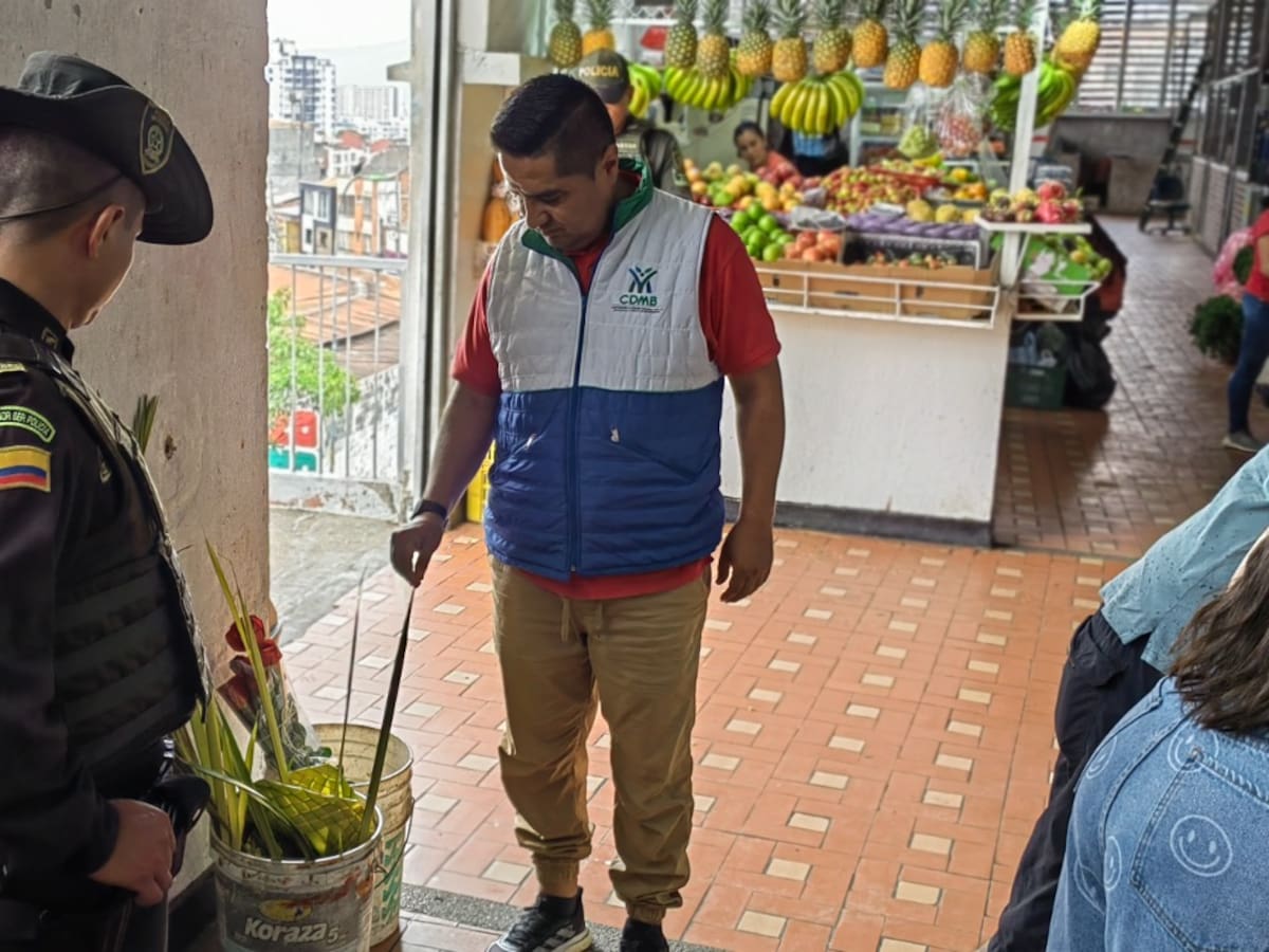 No se meta en problemas: está prohibido cortar estas especies para semana santa