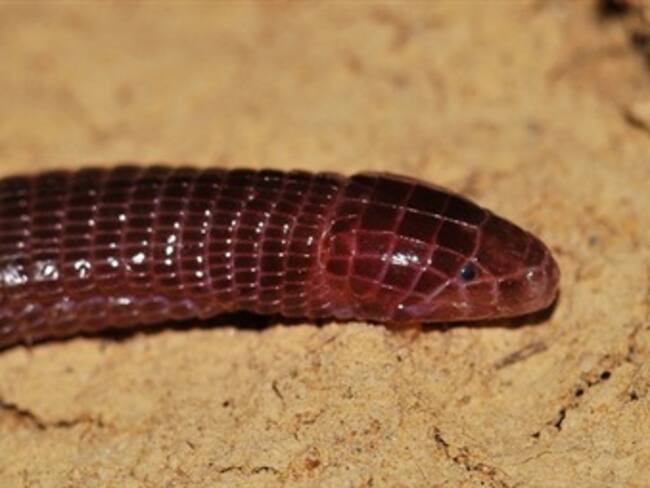 Las serpientes ciegas de Madagascar descienden del primer continente del Sur