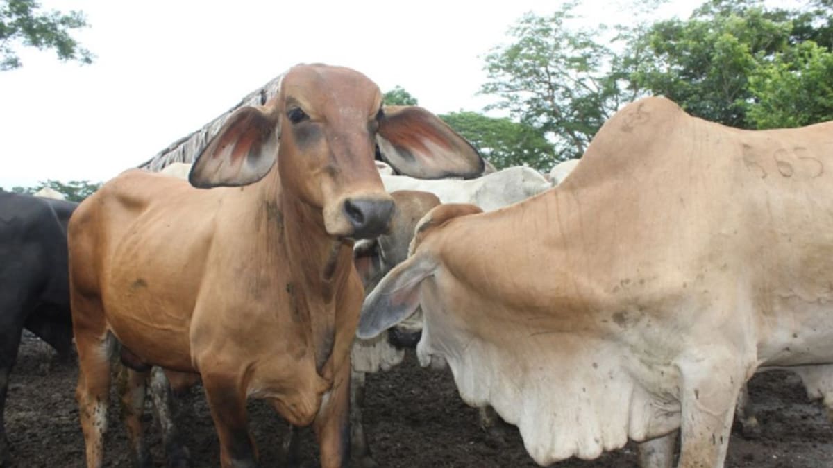 Colombia busca reactivar exportaciones de carne tras recuperar estatus de aftosa
