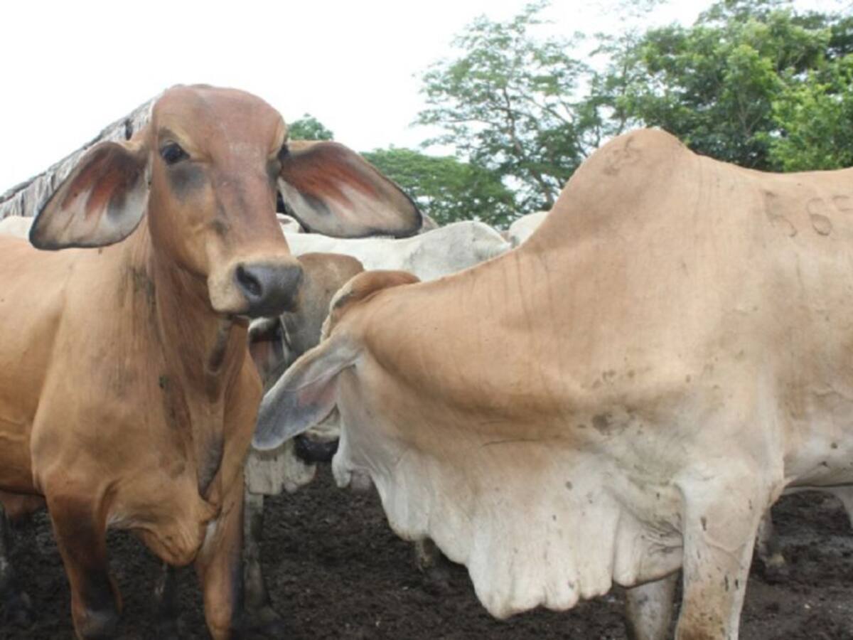 Colombia busca reactivar exportaciones tras recuperar estatus de aftosa