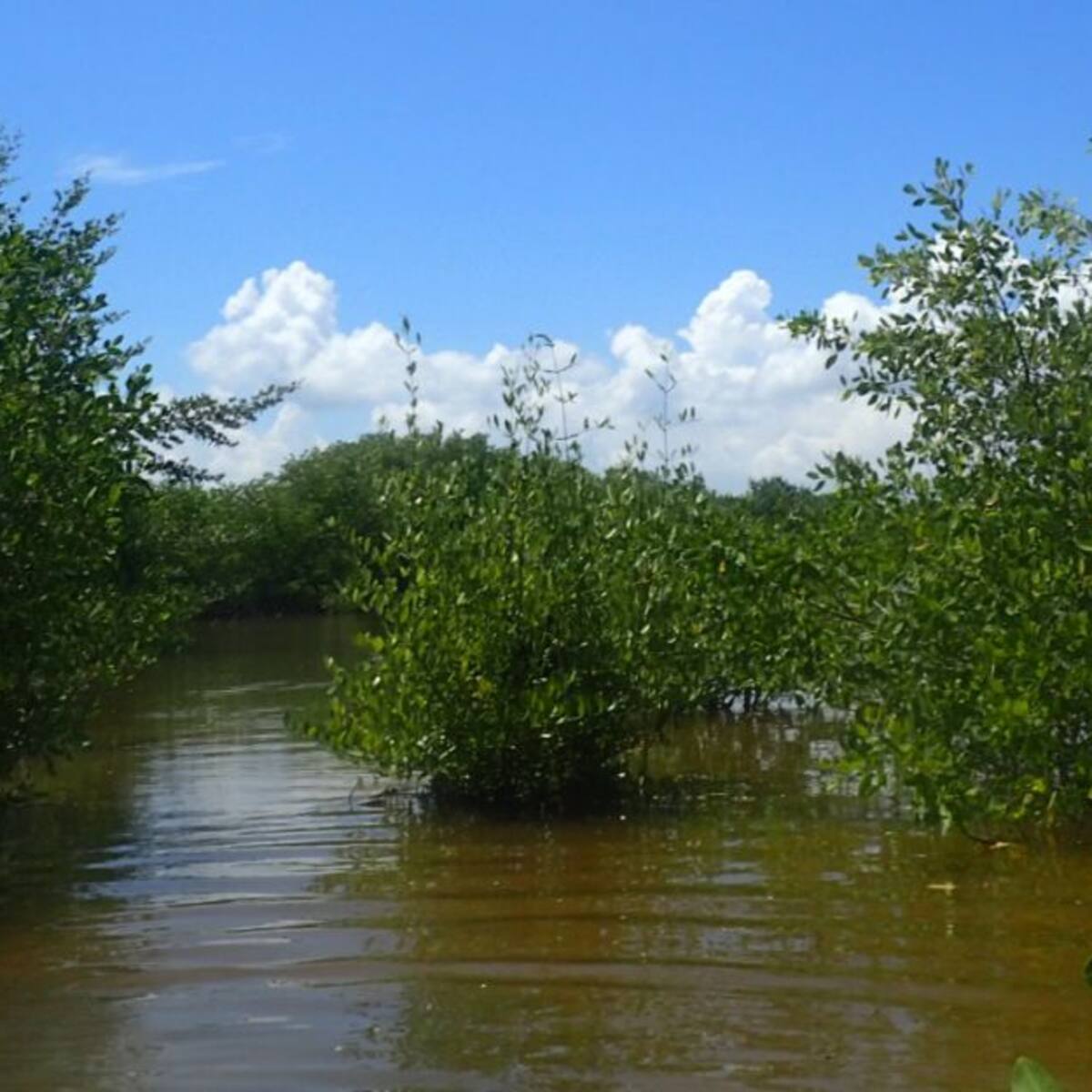 Trabajan en la restauración del manglar en la Ciénaga Grande