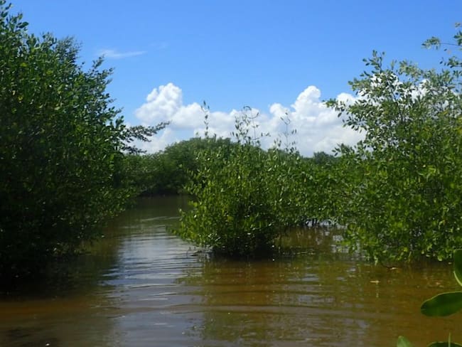 Trabajan en la restauración del manglar en la Ciénaga Grande
