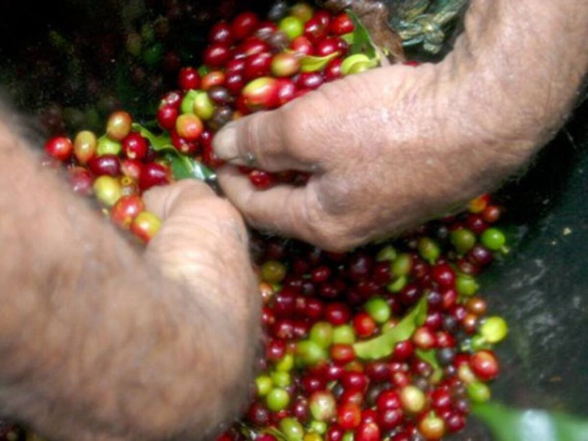 Cafeteros de Risaralda piden cerrar fronteras de recolectores