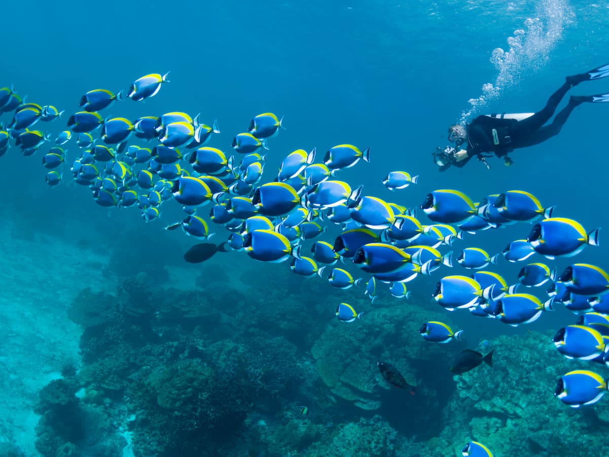 ¿Dónde estudiar Biología Marina en Cartagena? Eso vale el semestre
