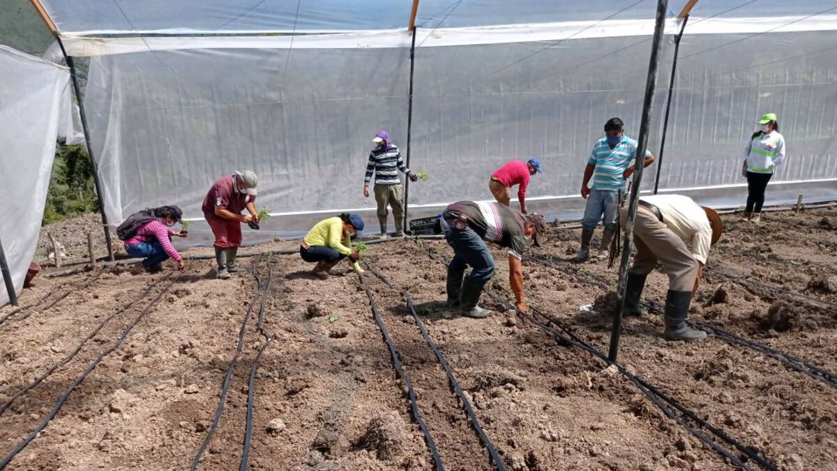 Granjas demostrativas para capacitar a campesinos en Suratá