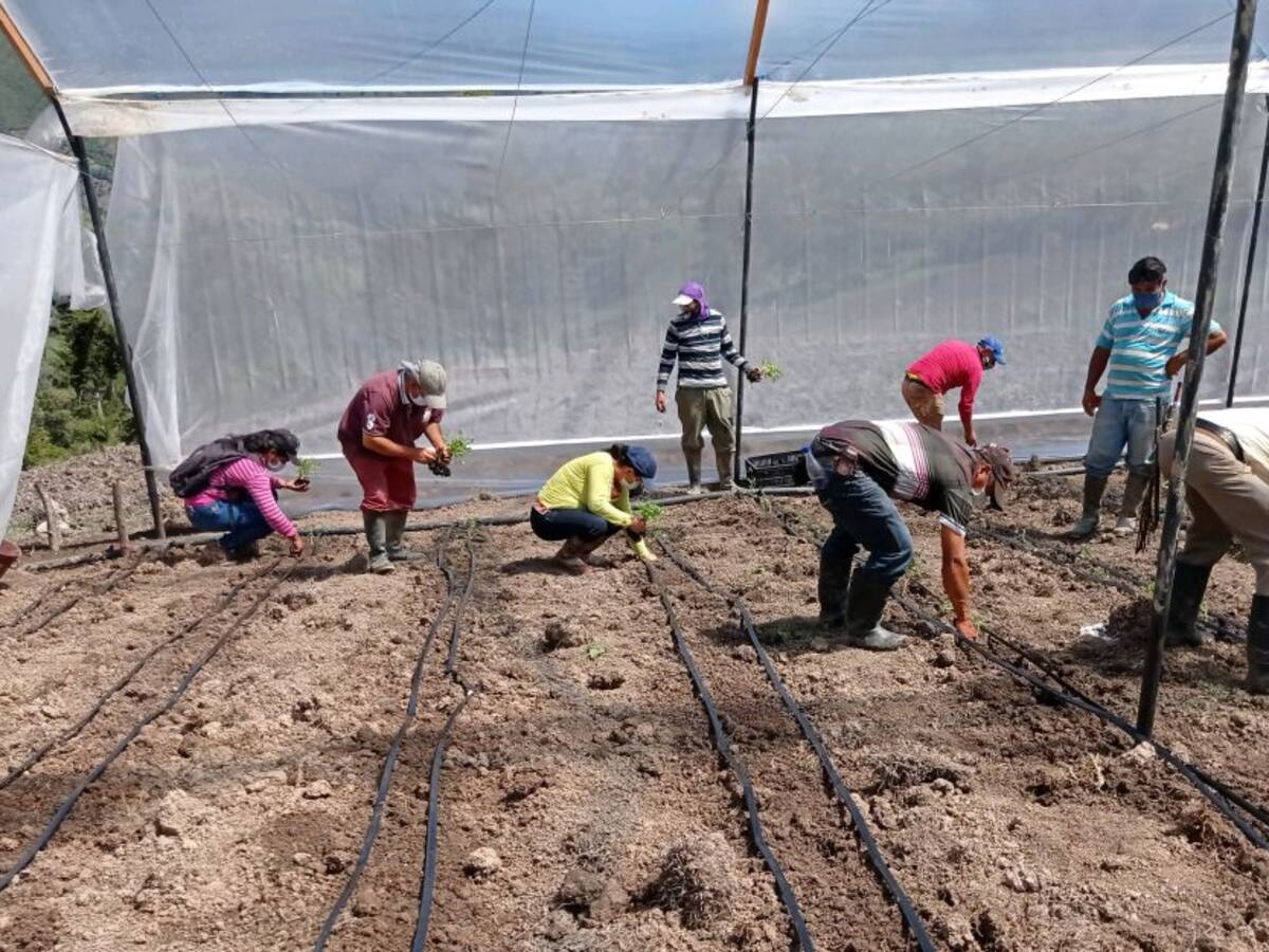 Granjas demostrativas para capacitar a campesinos en Suratá