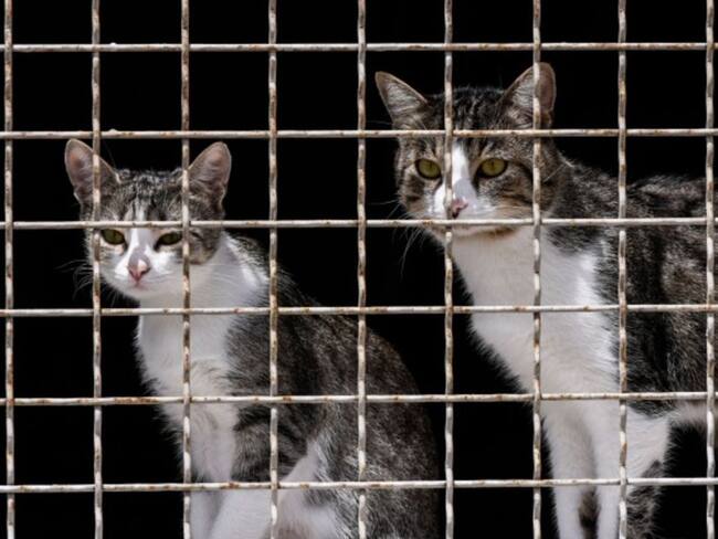 Polémica en Santa Rosa de Cabal por el sacrificio de gatos