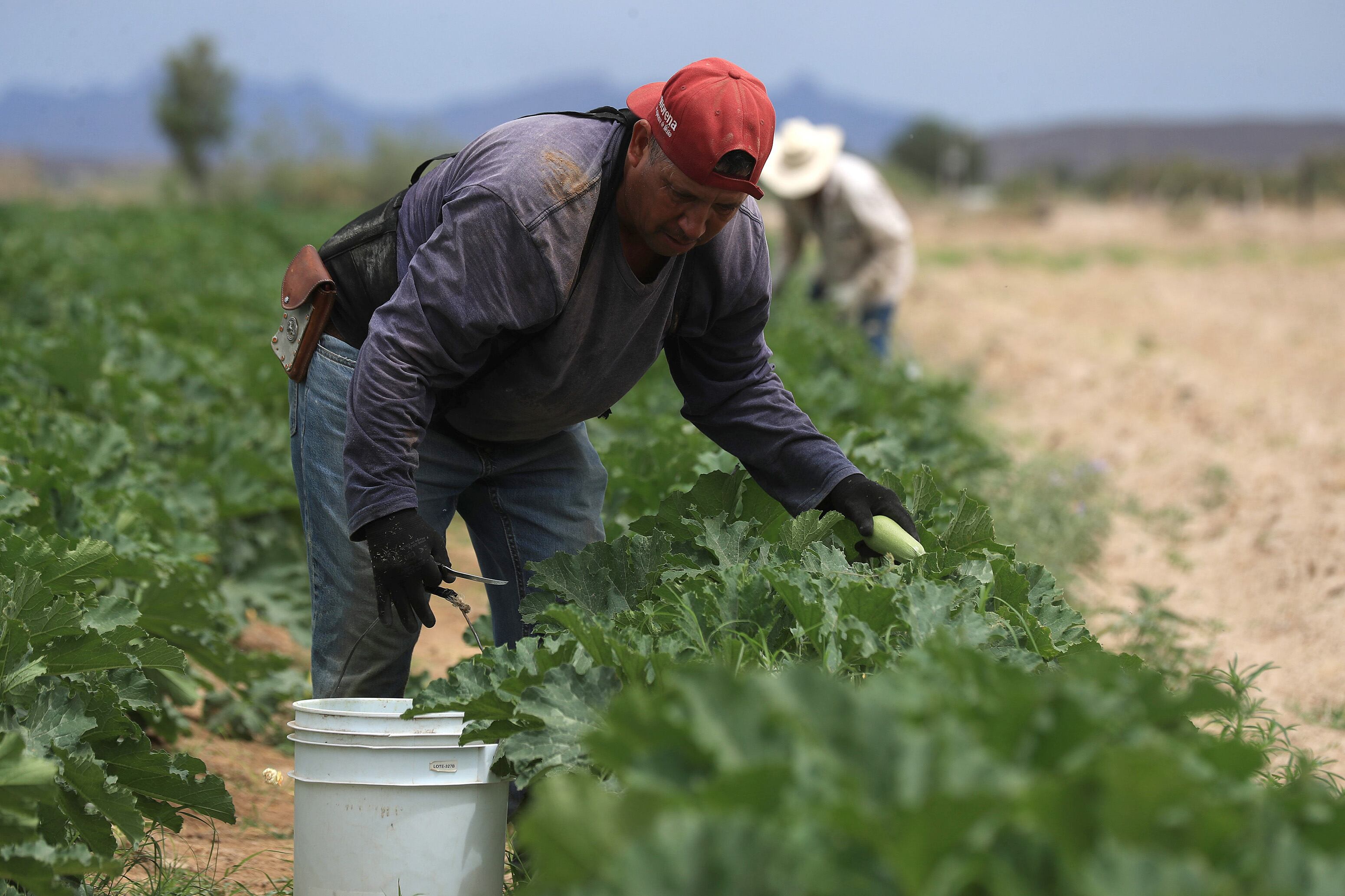 -FOTODELDÍA- MEX3451. SAMALAYUCA (MÉXICO), 14/07/2024.- Un campesino recolecta calabacitas (calabacines) en un campo, el 12 de julio de 2024, en el municipio de Samalayuca (México). En medio de la peor sequía en años recientes, agricultores de la frontera norte de México cosechan miles de toneladas de hortalizas en el desierto del estado de Chihuahua al implementar técnicas israelíes y de microaspersión. EFE/ Luis Torres