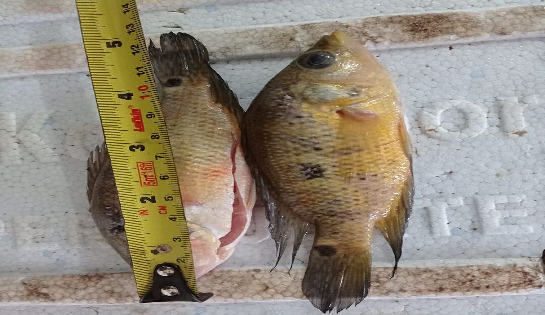 Este alimento estaba almacenado al interior de cavas de icopor.