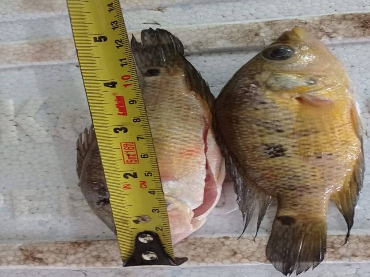 En Sahagún incautan pescado que no cumplía con la talla mínima
