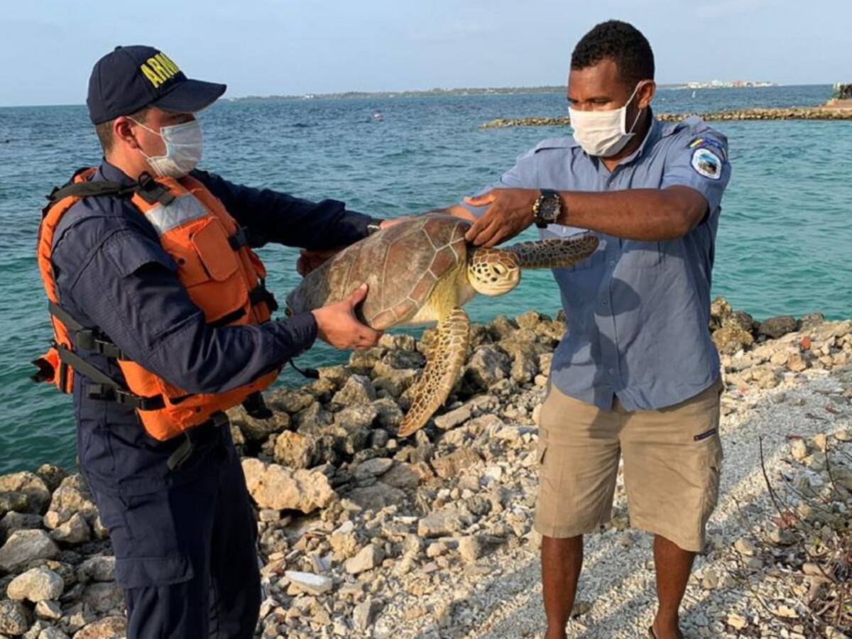 Armada retorna a su habitad 800 especies de fauna protegida