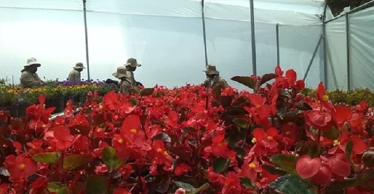 Cultivo de flores en el corregimiento de Santa Elena en Medellín.