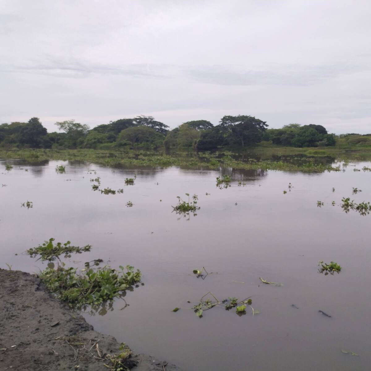 ANI financiará estudios de impacto ambiental para obras del Canal del Dique