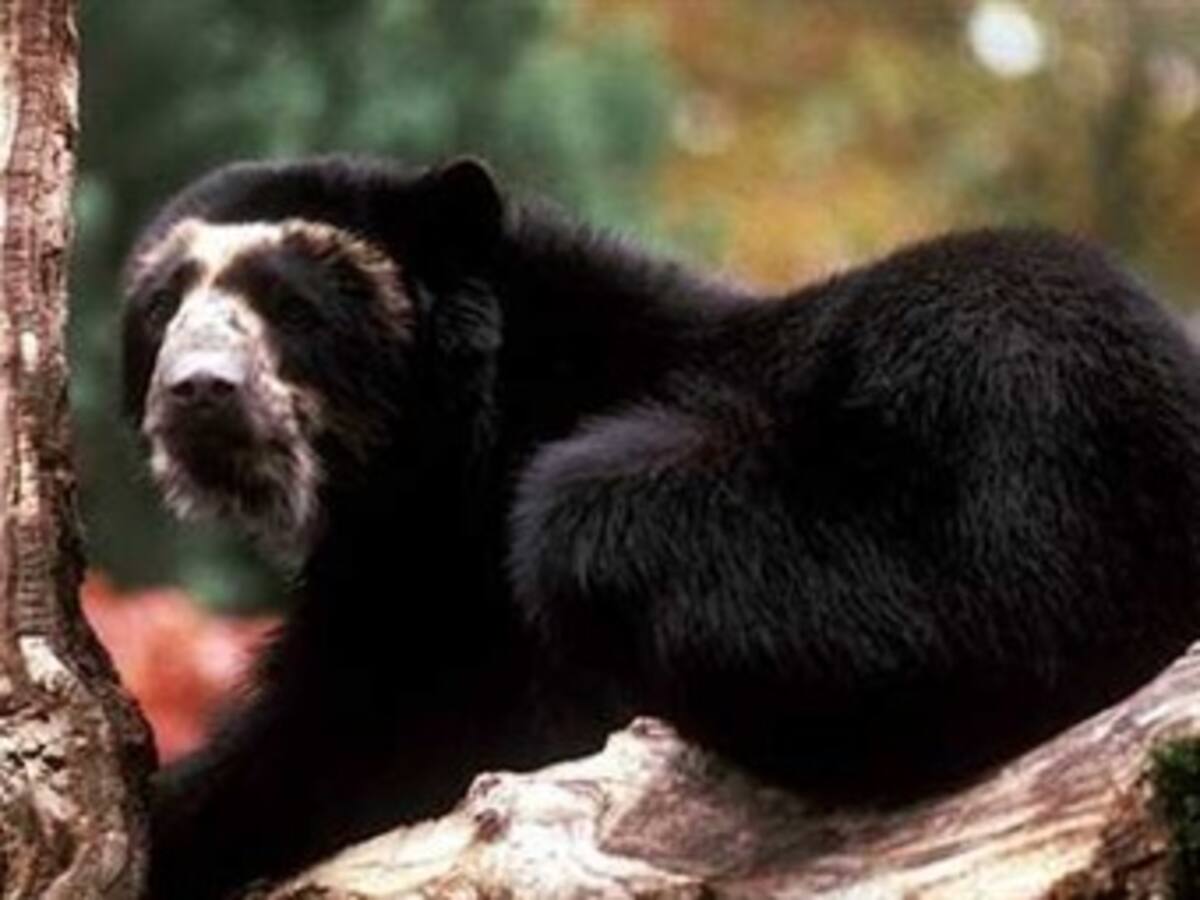 Osos de anteojos atemorizan a pobladores del sur de Nariño