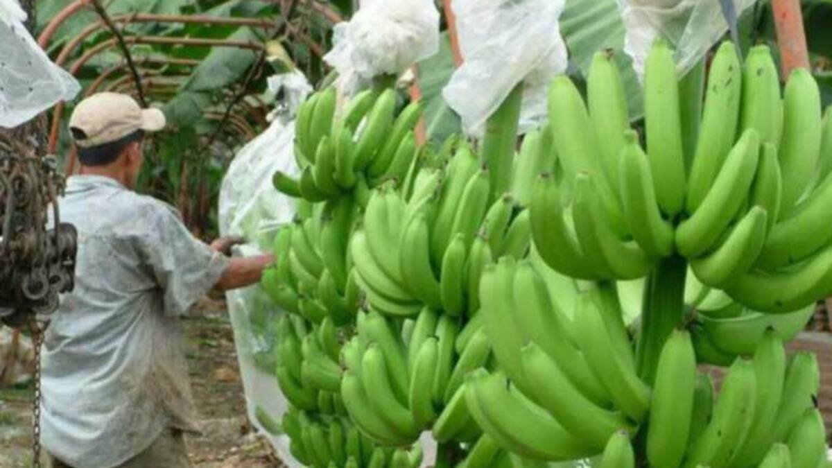 Comunidad Andina se une para prevenir ingreso de plaga que ataca el banano