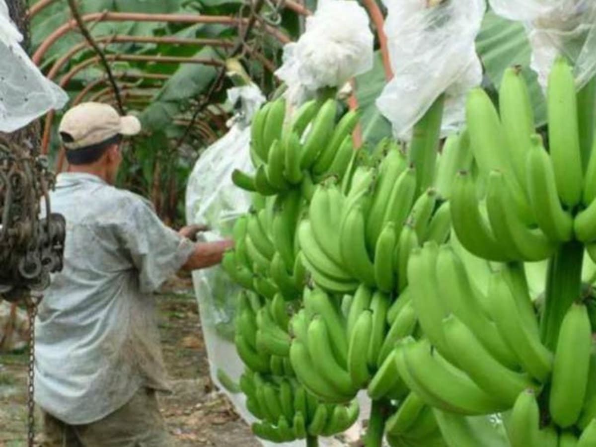 Comunidad Andina se une para prevenir ingreso de plaga que ataca el banano