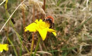 Abejorro o bombus rubicundus en flor.