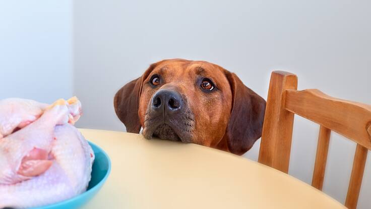 Perro observando un plato con pollo crudo (Foto vía Getty Images)