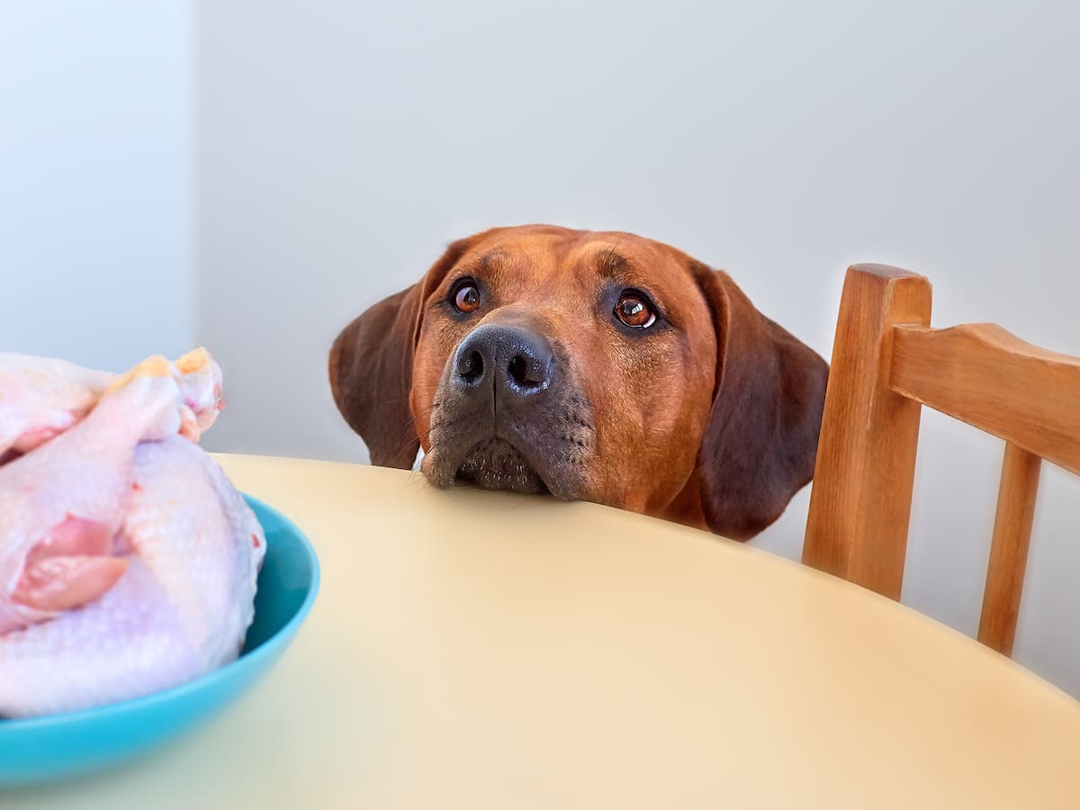 ¿Los perros pueden comer pollo? Esta sería la forma correcta de dárselo