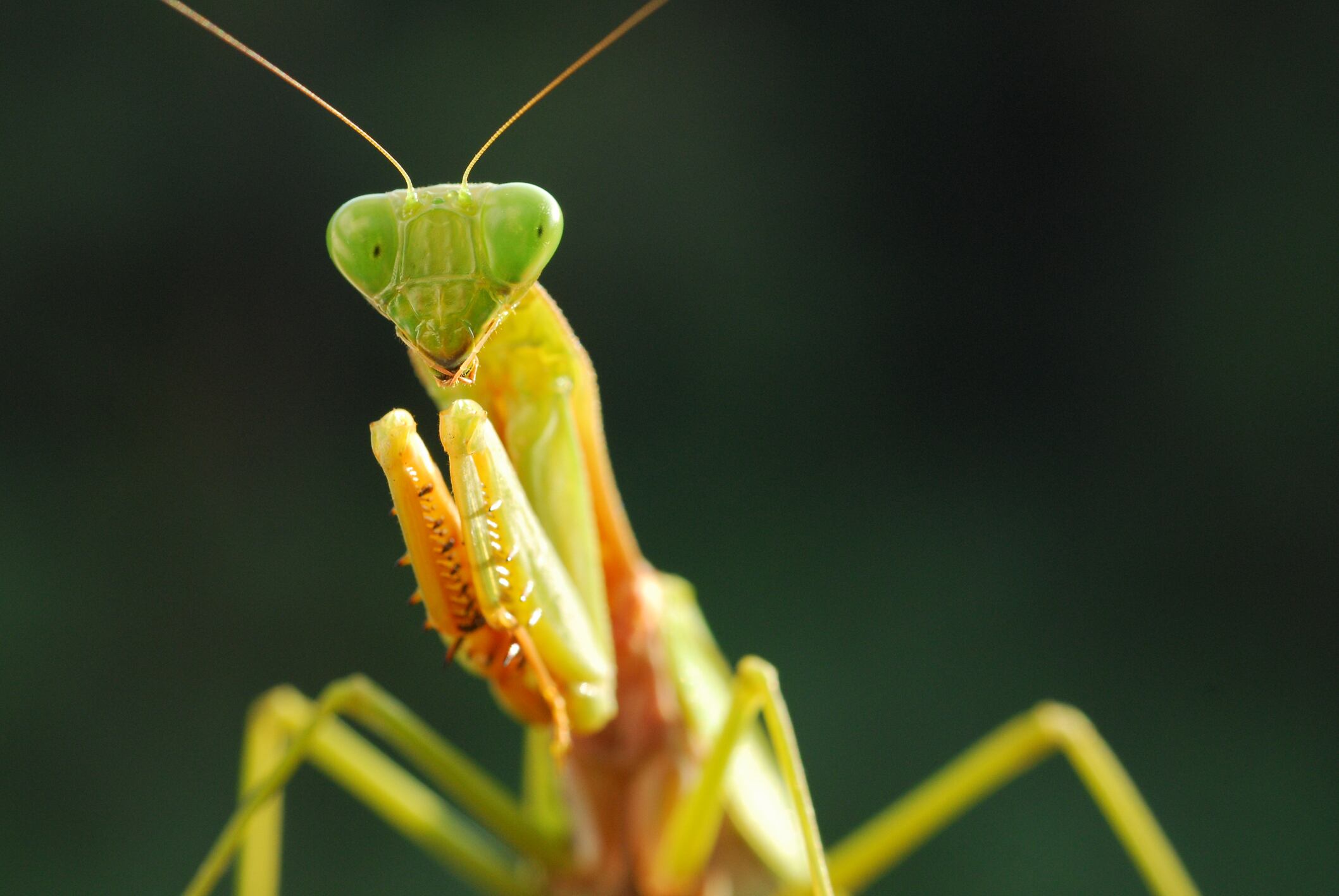 Mantis liquida a una langosta, se la devora y su panza empieza a latir. Foto: Getty Images