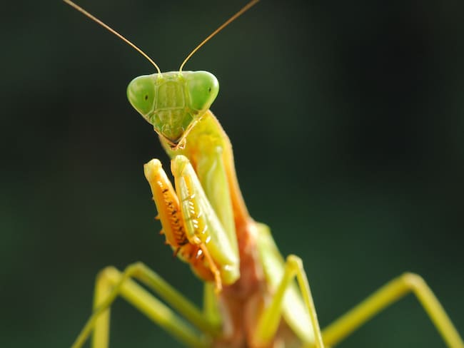 Mantis liquida a una langosta, se la devora y su panza empieza a latir. Foto: Getty Images