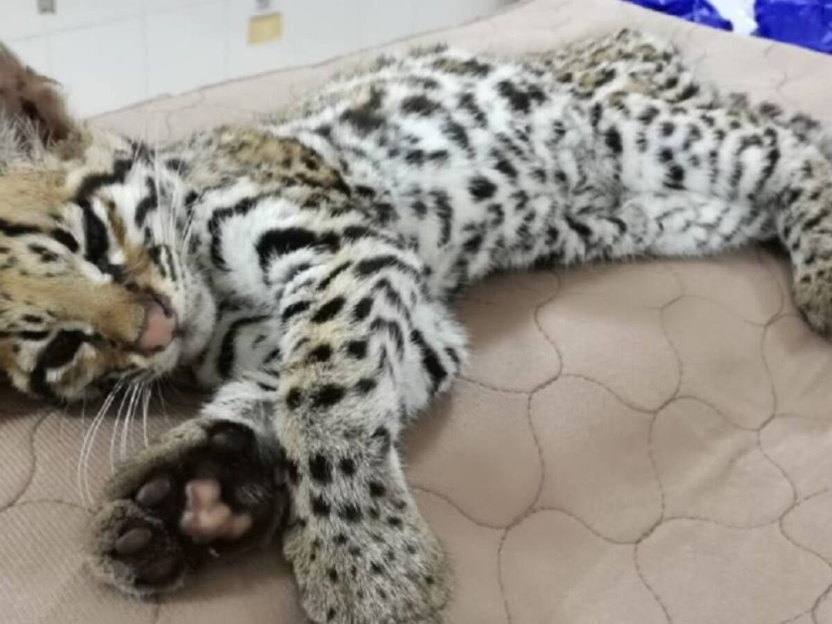 Disminuye el tráfico ilegal de fauna y mejora calidad del aire en el Cesar