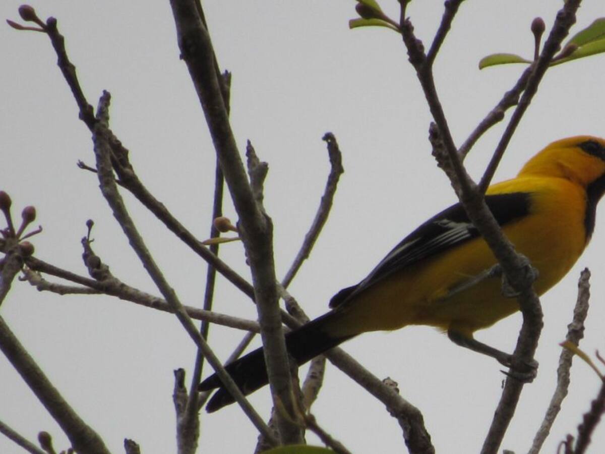 #GlobalBigDay: Atlántico, un puerto natural de aves