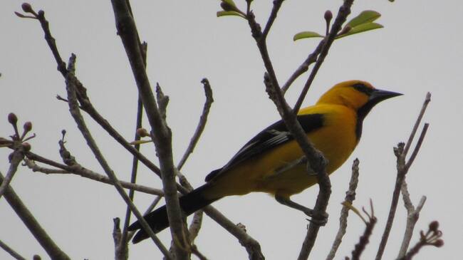Ave fotografiada en el Atlántico
