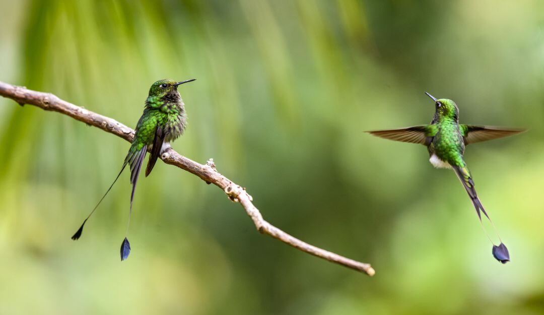 Pensemos en el bien común y respetemos la vida de las aves.