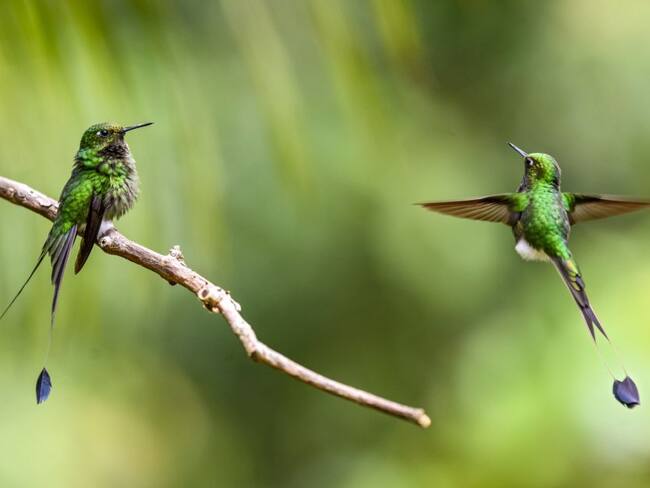 Pensemos en el bien común y respetemos la vida de las aves.