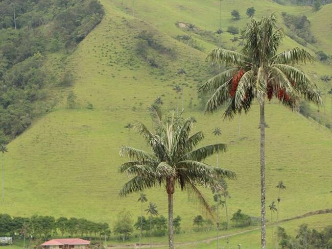 Ambientalistas en alerta por fallo a favor de minería en Salento, Quindío