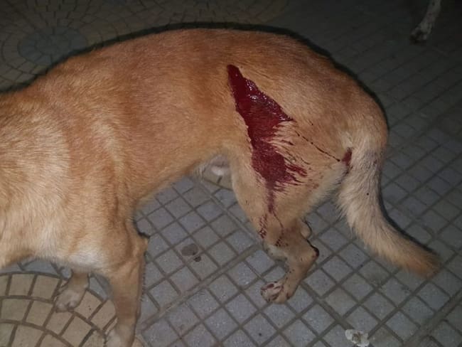 Lo capturan por herir con arma blanca a un perro en El Carmen de Bolívar