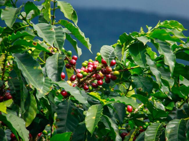 Mayo del Putumayo: los productos que La Tebaida les ofrece a los colombianos
