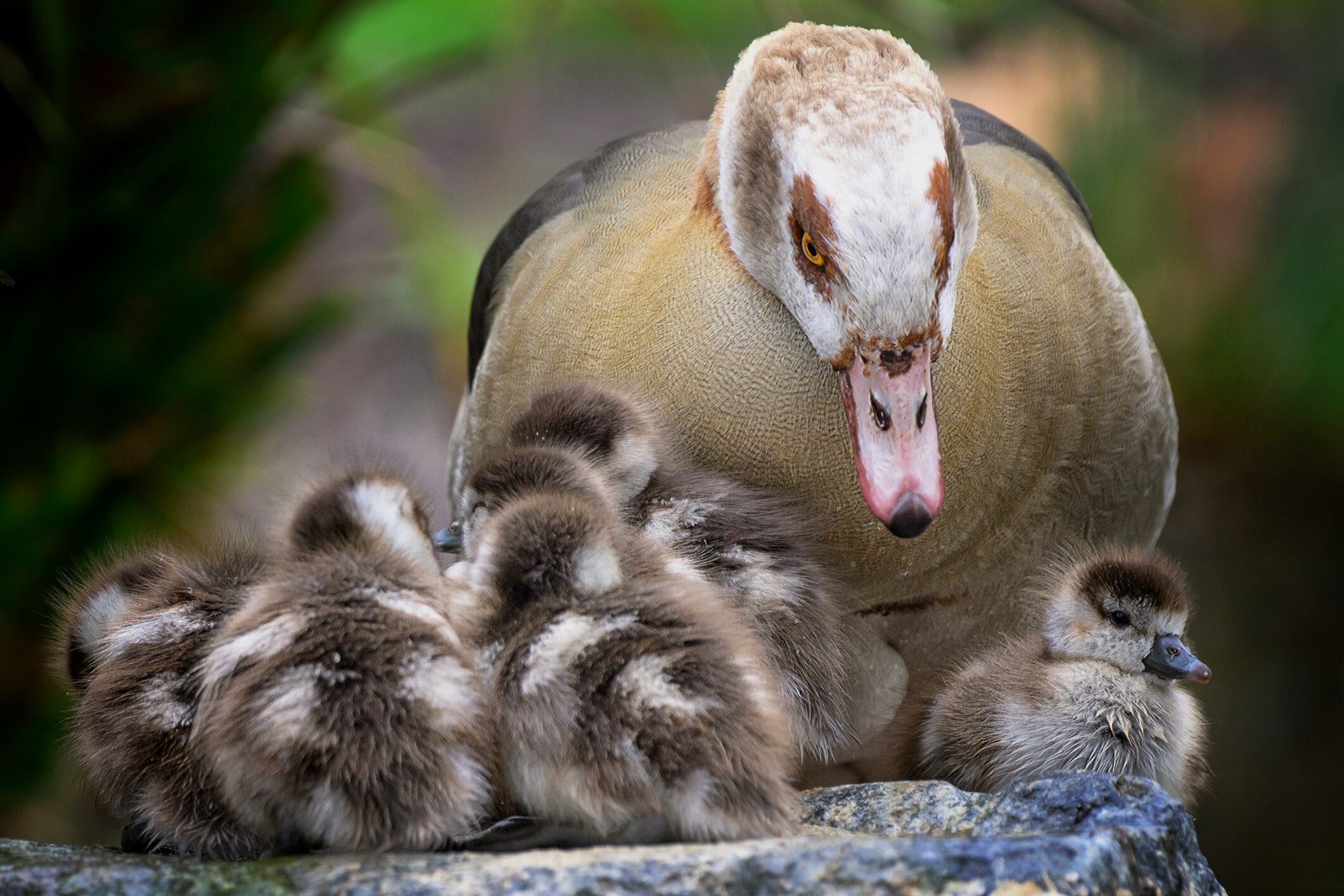 Ganso del nilo (Alopochen aegyptiacus- Alopochen aegyptiaса). Getty Images