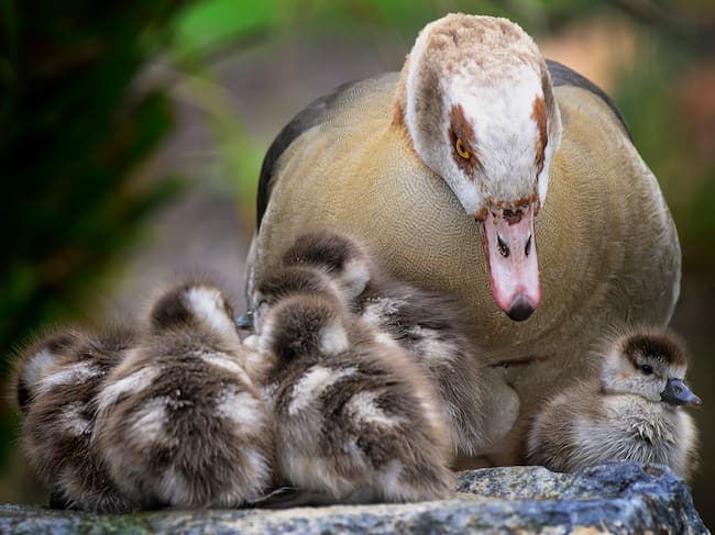 Ganso del nilo (Alopochen aegyptiacus- Alopochen aegyptiaса). Getty Images