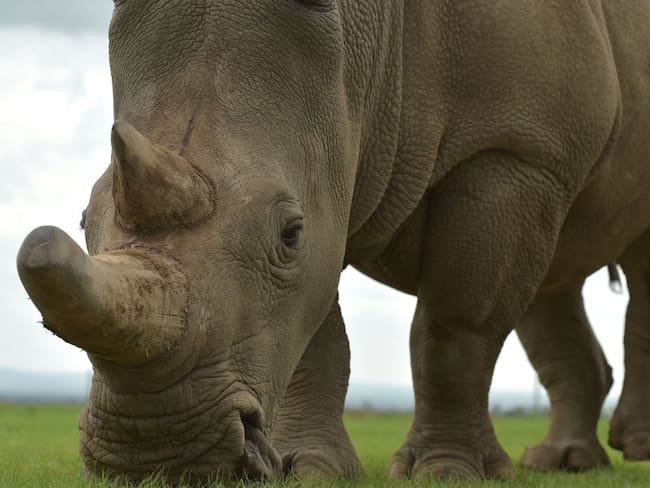 En China y algunos países del sudeste asiático se cree que el cuerno de rinoceronte tiene propiedades medicinales.