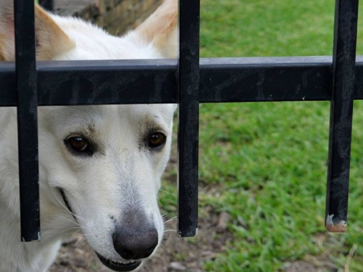 Las mascotas y la pólvora