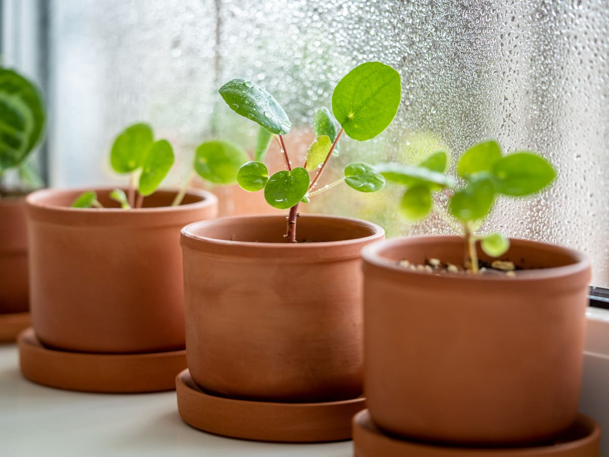 ¡Adiós, humedad! 5 plantas que combatirán el moho en su hogar