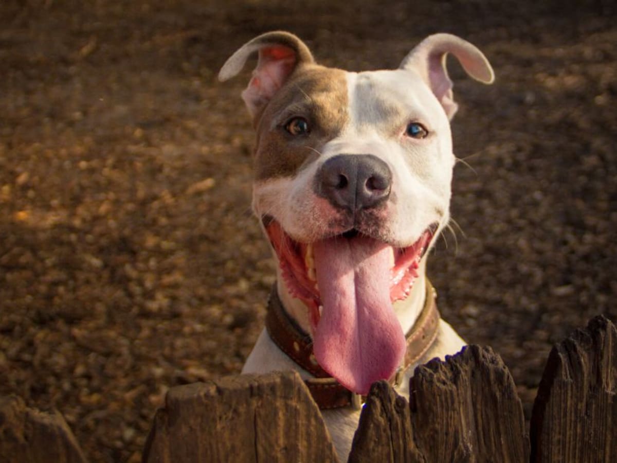 Así debe registrar su perro de manejo especial como animal de compañía