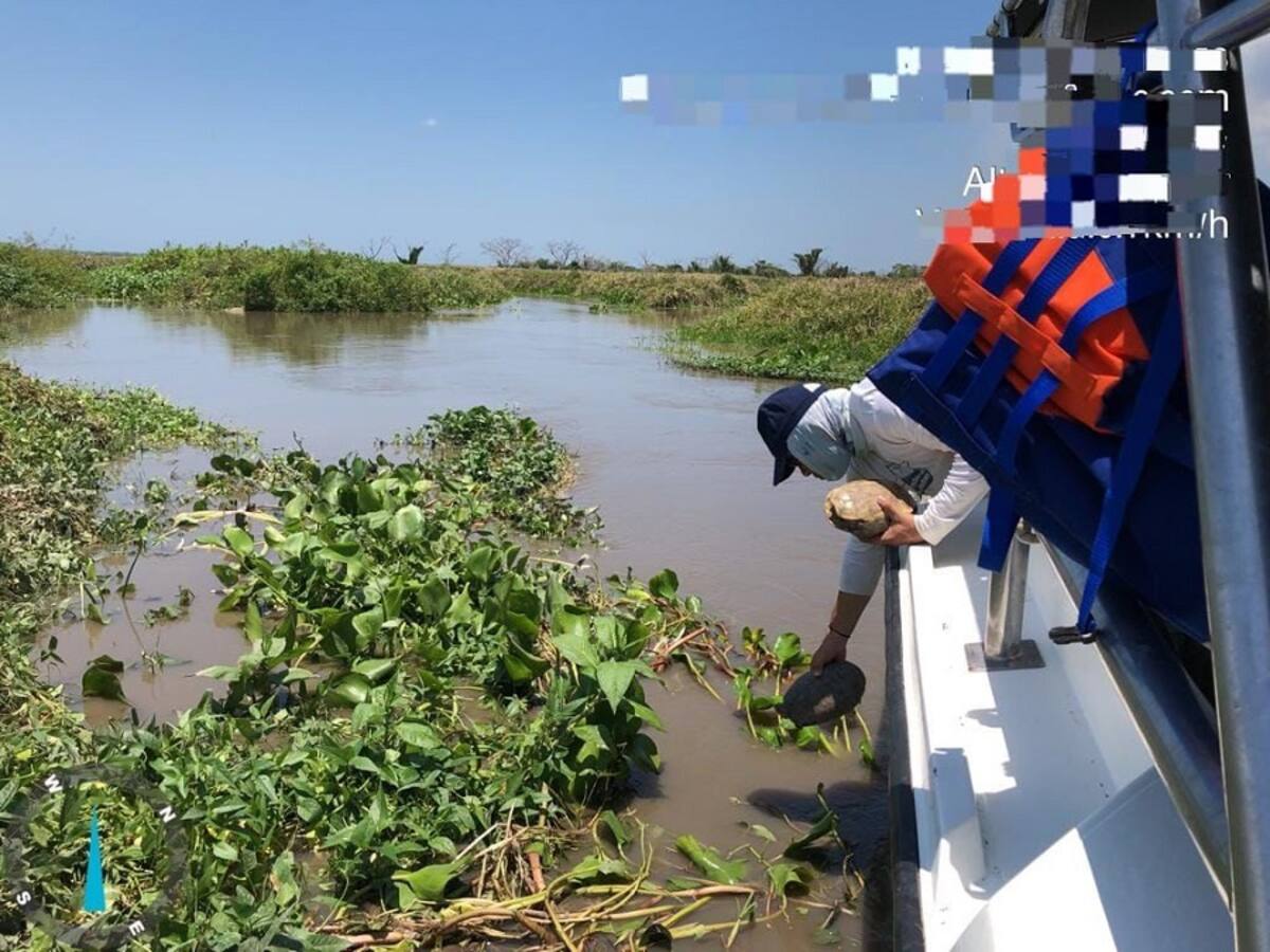 Cardique devolvió 500 hicoteas y más de 60 aves a sus ecosistemas